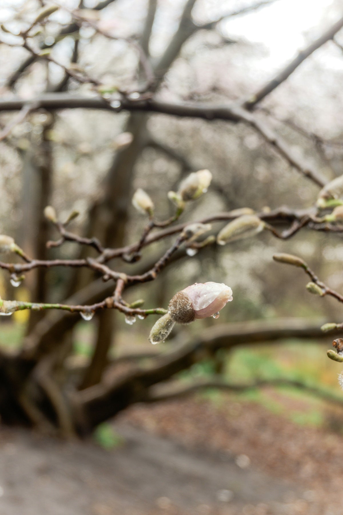 La Gemmothérapie : toute la richesse des bourgeons