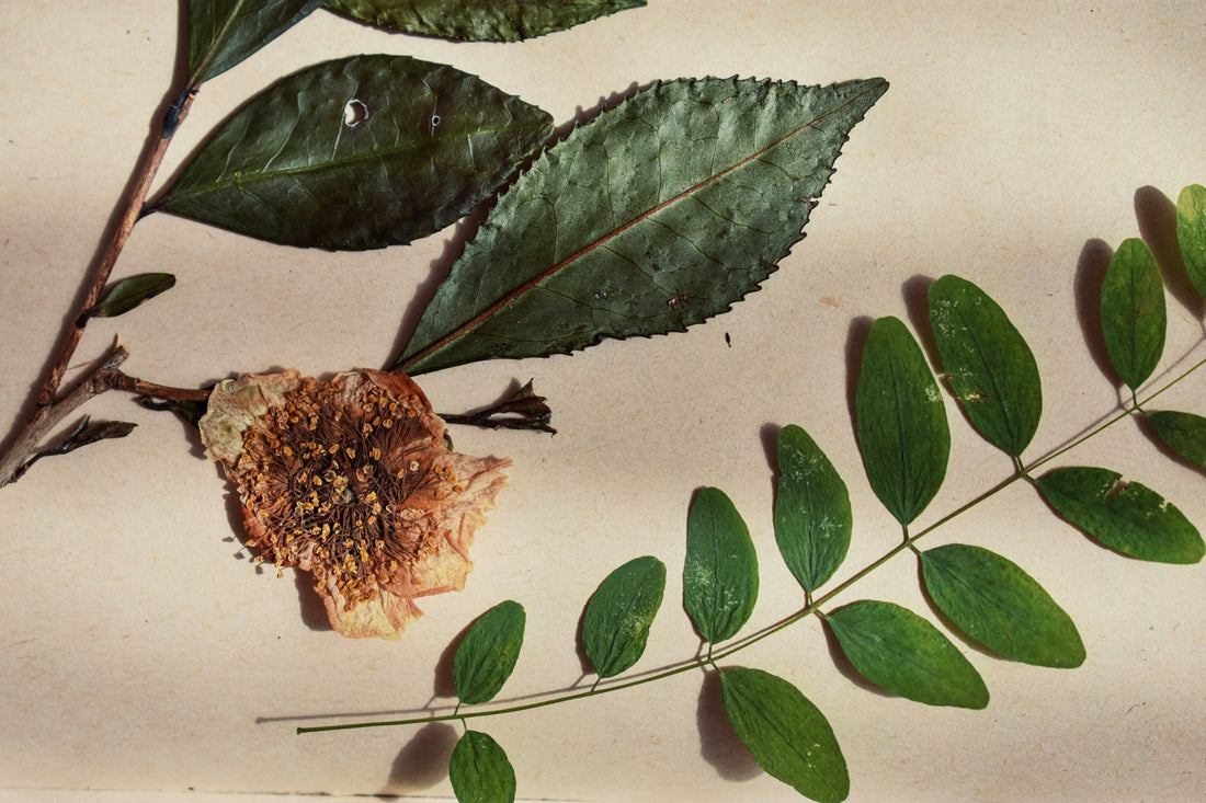 Qu'est que la naturopathie ?